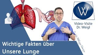 Unsere Lunge Anatomie Aufbau amp die Physiologie der Atmung verstehen  Wichtige Lungenerkrankungen [upl. by Eintroc]