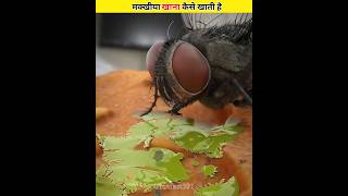 Makkhi ka khana khana toda kejual hai।। shorts fly food facts truefact301 [upl. by Dworman977]