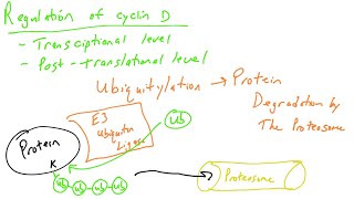 Cell cycle regulation part 4 cyclin D and Ubiquitylation [upl. by Valdis]