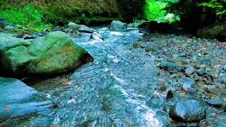 Peaceful river sounds amp chirping forest birds heal your soul  Reduce Stress relaxing forest sounds [upl. by Maryn809]