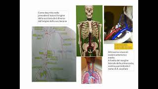 ANATOMIA  LEZIONE 34  APPARATO CARDIOVASCOLARE  ARTERIA SUCCLAVIA  ARTERIE ARTO SUPERIORE [upl. by Narret]