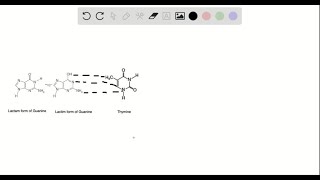 a The most stable tautomeric form of guanine is the lactam form or cyclic amide see Section 17… [upl. by Eey]