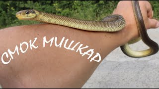 СМОК МИШКАР И ГЪБНИ ХИФИ AESCULAPIAN SNAKE ZAMENIS LONGISSIMUS herping animals reptiles herps [upl. by Poliard679]