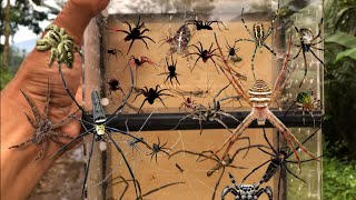 Hunt a thousand spiders‼️catch orb eeaver spiders jump spiders longlegh spiders diving spiders [upl. by Barrow]