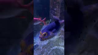 Look at the teeth on the fish aquarium fishtank fish toothfish aquariumlovers sealife [upl. by Enobe]