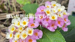 秋まで咲いてほしい｜梅雨入り直前の植えつけ [upl. by Etnomal]