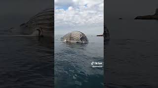 Ballena muerta en Mazatlán Sinaloa [upl. by Launame]