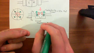 Voltage Gated Sodium Channels Part 3 [upl. by Un]