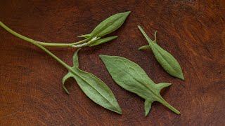 Foraging and Cooking with Sheep Sorrel [upl. by Wahs]