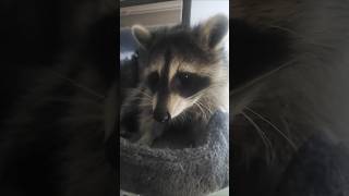 Raccoon eating grapes 🍇 ❤️🦝 raccoon cute babyanimal wildlife yt ytshorts ytviral adorable [upl. by Damiani]