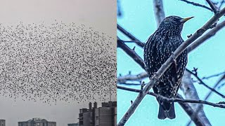 Starling murmuration very close flyby [upl. by Obed]