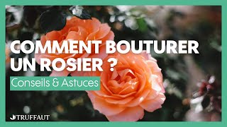 Comment bouturer un rosier   Truffaut [upl. by Yordan]