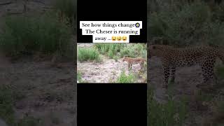 KASONGO V1 WARTHOG A STUBBORN ANIMALSEE HOW HE CHALLENGES CHEETAH FOR A RUNNING COMPETITION🤣🤣 [upl. by Cornelie951]