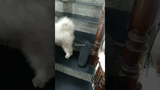 Bé bông siêu quậy cả nhàchocon chocondethuong pets thucung cute bebong [upl. by Ollayos238]