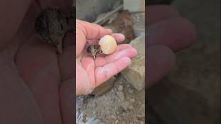 Hatching Time  Shorts viral partridges pets viralvideos [upl. by Nemzaj]