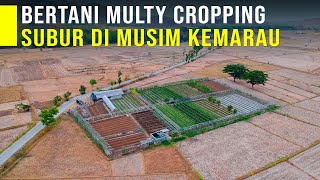 Lahan Tetap Subur Di Musim Kemarau Dengan Sistem Multy Cropping Bisa Panen Berbagai Jenis Sayuran [upl. by Nairadas]