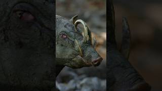 This Weird Pig Has Teeth Growing Out of Its Head 🐗😱 [upl. by Nhguahs571]