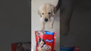 Drools chicken gravy for Golden retriever puppy love pet coimbatore [upl. by Ainer]