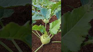 Kohlrabiನವಿಲುಕೋಸುಗಡ್ಡೆ ಕೋಸುGermanTurnipTurnip Cabbage NavkoolSeeDescriptionshortsshortsfeed [upl. by Enelyam506]