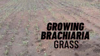 Transplanting Brachiaria Grass [upl. by Valentina547]