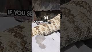 How to spot a venomous snake shorts snake facts [upl. by Olag]