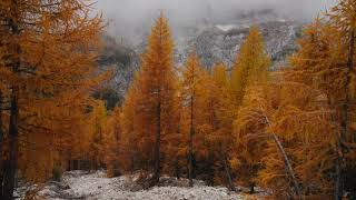 Dolomiti Marmolada foliage dei larici dautunno in val dOmbretta [upl. by Sibylla553]