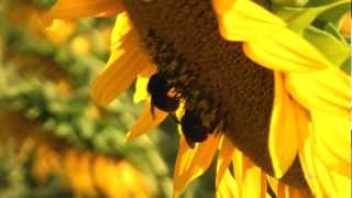 Sunflowers and Lavender at Marzabotto Italy [upl. by Saref347]