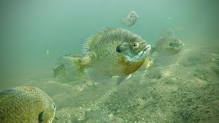 Where do Spring Panfish Hangout [upl. by Attegroeg]