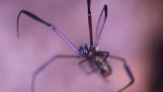 Golden Orbweb Spider Nephila inaurata madagascariensis [upl. by Allac]