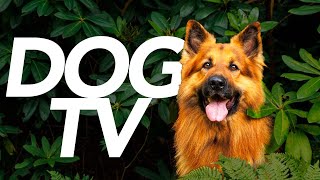 DOG TV  Exciting Interactive Video For Dogs to Watch 20 Hours [upl. by Amlas]