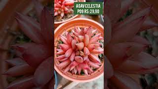 Agavoides Celestia P09 R 2990 Compre pelo WhatsApp 48991538890 [upl. by Burgener382]