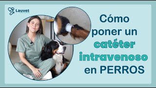 CÓMO PONER UN CATÉTER INTRAVENOSO EN PERROS  Lauvet [upl. by Alvita172]