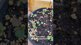 Mahonia hamaetocarpa seedlings 🙌 Berberis [upl. by Vaughan]