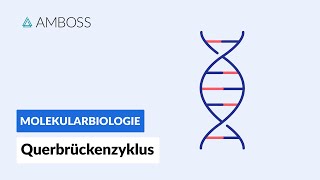 Querbrückenzyklus  Biochemie  Physiologie  AMBOSS Video [upl. by Enatan]