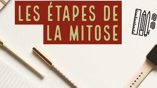 Les étapes de la Mitose [upl. by Ennairac]