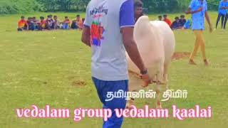 🥰vedalam groups vedalam kaalai 🐂jallikattu lavanya jallikattukalai [upl. by Winshell]