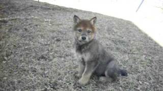 Wolf dog puppies for salehigh content [upl. by Loyce]