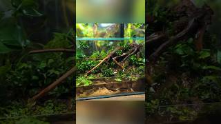 Creating a Waterfall Paludarium [upl. by Bessy]