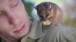 Orphaned Ringtail Possum Gaz Plays With Zookeeper Jarrod [upl. by Pickens]