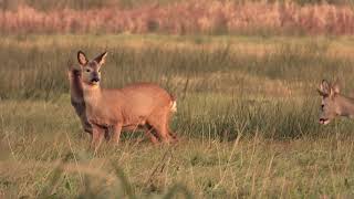 een sprong reeen wildlifevideography roedeer naturelovers wildlife [upl. by Repard]