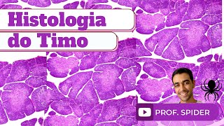 Aula  Histologia do Timo  Histology Guide [upl. by Adila834]