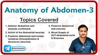 🕵️‍♂️ Anatomy Of Abdomen Part  3  Anterior and Posterior abdominal wall Abdominal aorta 🌟💡 [upl. by Ihcego]