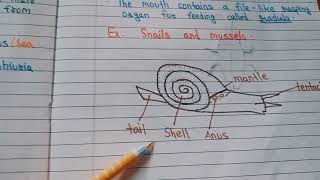 Mollusca and Echinodermata  Class 9th CBSE BoardNotes [upl. by Ilario943]