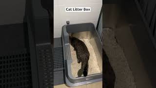 Litter box cleaning hacks to keep your home fresh and odorfree—what a lifesaver [upl. by Harras]