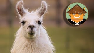 QUÉ PASA CON LAS LLAMAS I Mini Documental [upl. by Ysnat]