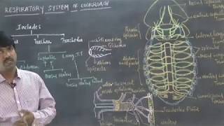 Respiratory System of Cockroach by Thirupathi Reddy [upl. by Snahc]