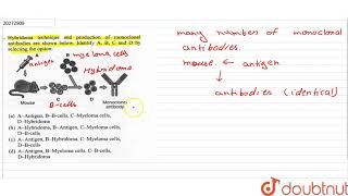 Hybridoma technique and production of monoclonal antibodies are shown [upl. by Yvor]