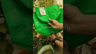 Tips for plant care  How to use grow bags in gardening viral shorts gardeningtips [upl. by Jezabel]