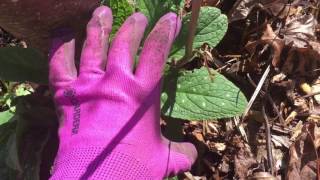 How to tell comfrey from a lookalike Invasive Species [upl. by Amaris871]