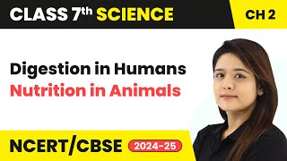 Digestion in Humans  Nutrition in Animals  Class 7 Science Chapter 2  CBSE 202425 [upl. by Idleman859]